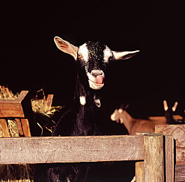 欧美日韩卡一卡二：娱乐巨头碰撞，全球文化盛宴即将开启-4