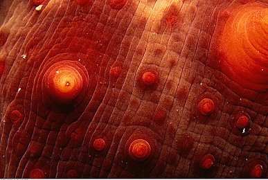 火辣辣app福利引导大全:揭秘火辣辣:福利攻略大公开,积分赢大奖-3