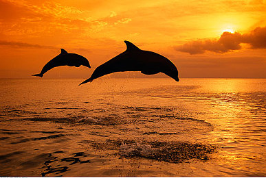 空姐2019满天星法版：星辉照耀下的职业光芒：空中风采绽放，空姐大赛引关注-1