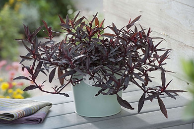 17c蘑菇呱呱爆料：17c游戏大更新，新玩法新角色引期待-3