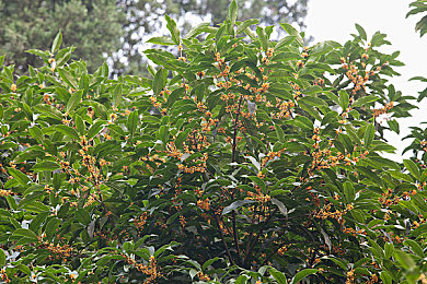 女超人麦乐迪：平凡白领化身“女超人”，温暖都市-1