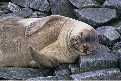 东北男男Gay猛男性同志：东北风情，同志生活，游戏新体验-3