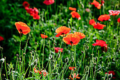 ass张柏芝裸体aiPCSH-2