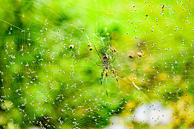 真丝修身开叉旗袍恩施NBA：恩施NBA秀旗袍，东方魅力绽放-3