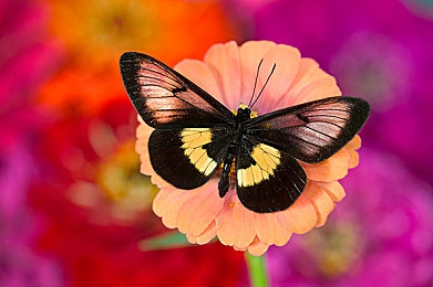 控人憋尿计划表(困难版)女：破解女性憋尿难题，养生攻略大揭秘-4