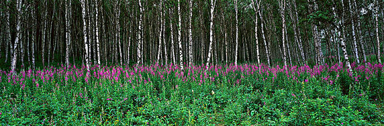 主人暴力辱骂调教sao货:狗狗遭虐,人性拷问引关注-5