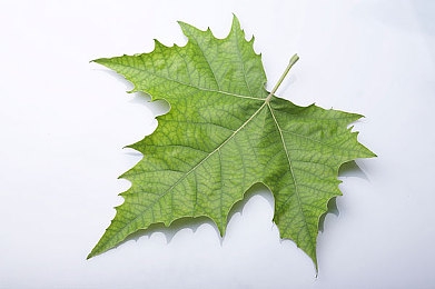 艳女直播广告：直播新宠，艳女直播广告助力品牌崛起-3