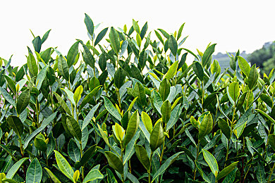 老板不让穿内裤随时做黄说：职场游戏新潮流，内裤禁令引热议-4