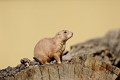 折磨奴役性受虐狂:心理扭曲之谜:揭秘“折磨奴役性受虐狂”-5