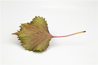 zztt10.ccm复制黑料:网黑料泛滥,隐私危机谁之过?-4