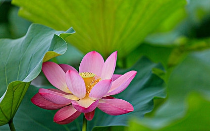 壮志凌云女飞行员版本:女飞行员李娜:翱翔蓝天,谱写壮志篇章-2